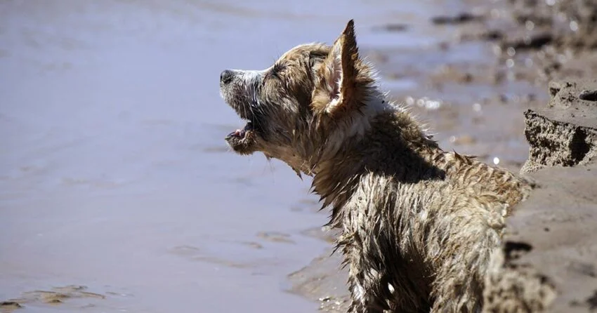 animales huérfanos dana